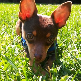 opal in the grass