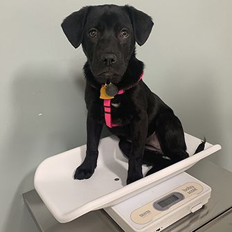 Lily being weighed