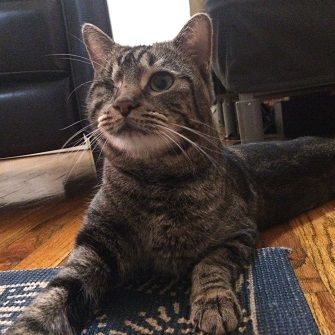 Happy Tails: Mishi