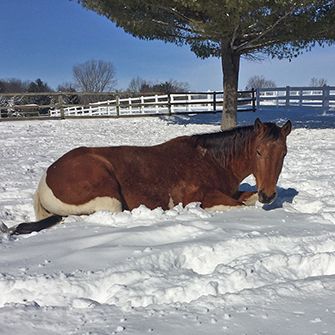 Pippa in the snow