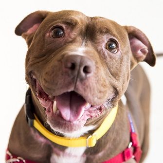 Happy Tails: Sammi