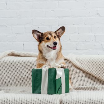 Corgi on box