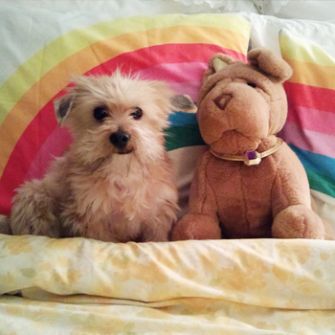 Dog with stuffed animal on couch