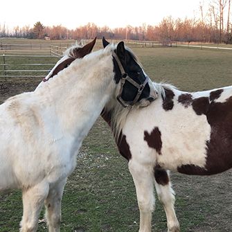 two horses