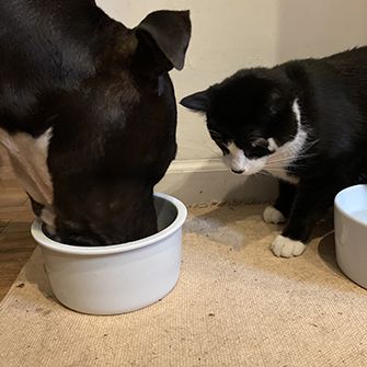 Kibbeh and Rupert eating