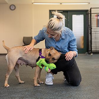 Ruby with a toy at the Adoption Center