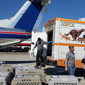 pets being transported