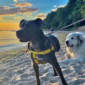 Zola at the beach