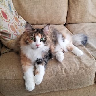 Cat relaxing on bed