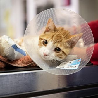 Cat in cone