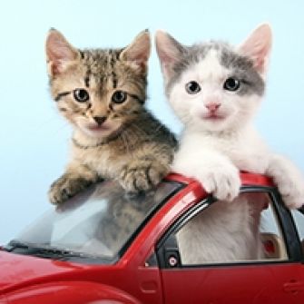 It’s National Cat Day! Today, We’re Helping Deliver Kittens Right to Your Door