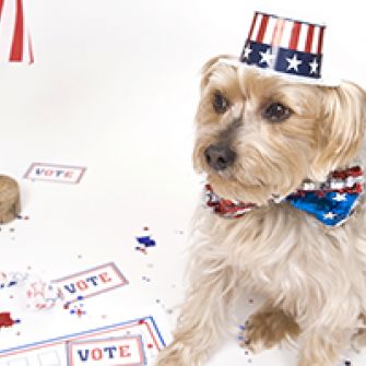 Patriotic Yorkie