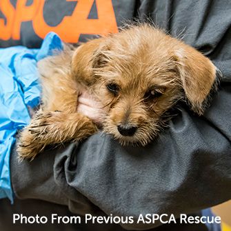 a small dog being rescued by an ASPCA volunteer