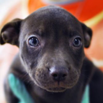 dark brown pit bull puppy