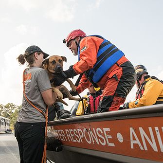 responders rescuing a dog