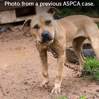 a pittbull chained in mud