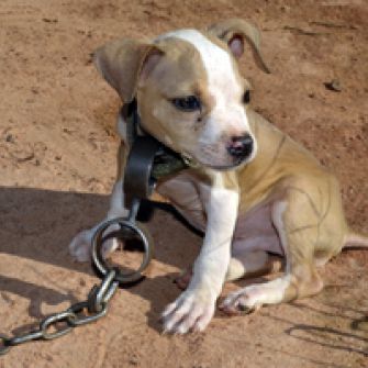 Dog fighting victim attached to a heavy chain
