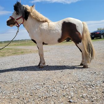 White and brown miniature horse