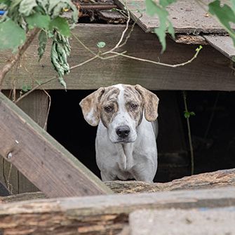 Dog in ruined shed