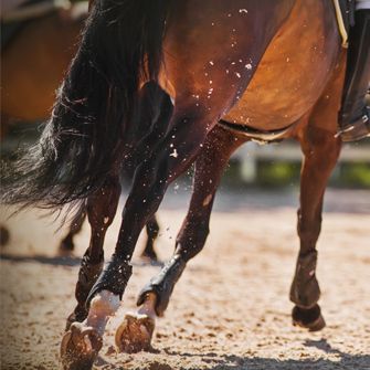 a brown horse running