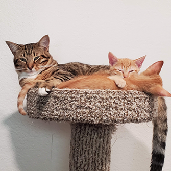 Ziggy and two kittens