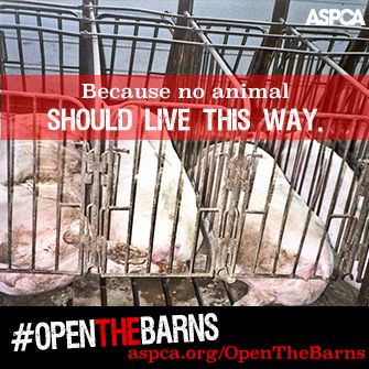 What's Your Reason to #OpenTheBarns? Speak Out Against Cruelty to Farm Animals!