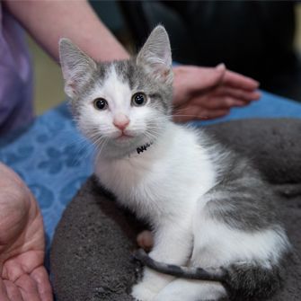 Gray and white kitten