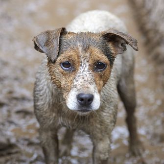 Puppy in mud