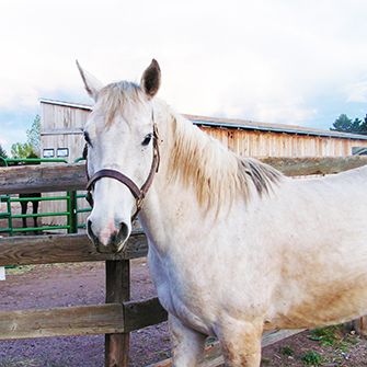 President's Budget Protects Horses from U.S. Slaughter