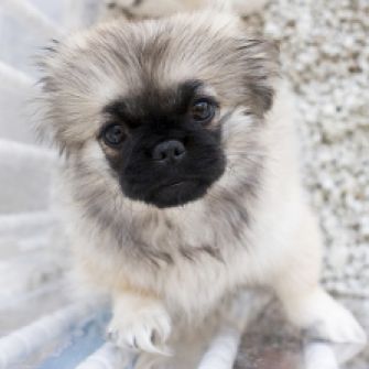 Pet store puppy