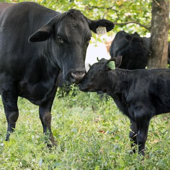 Cows on a farm