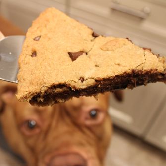 Dog looking at pie