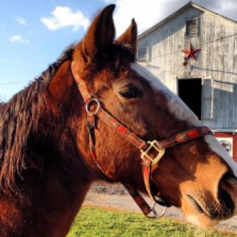 Brown and white horse outside of a barn