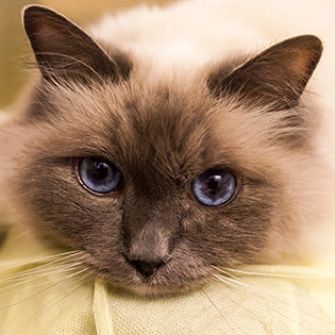 Siamese cat