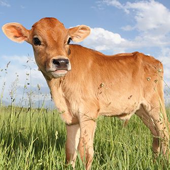 Massachusetts Farm Animal Ballot Campaign Makes History