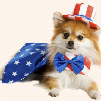 Patriotic Pomeranian