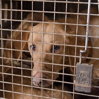 Dog in crate