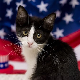 Patriotic kitten