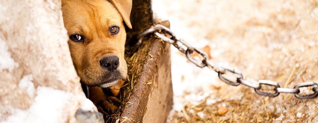 how many dogs are killed each year in dog fights
