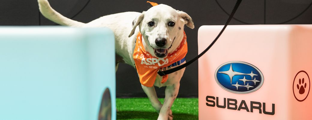 aspca subaru vip