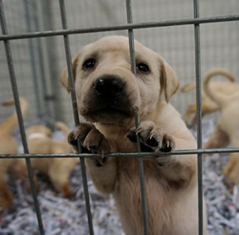 a tan puppy pressing its face through the grates of its kennel