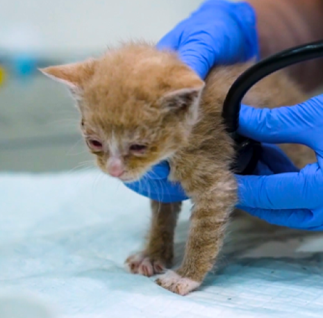 a kitten being examined