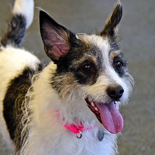 Adoptable Dogs | NYC Adoption Center | ASPCA