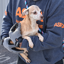 Person holding light brown dog