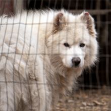 Dog in cage