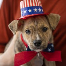 Patriotic Puppy