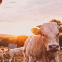 cows in a pasture with the sun setting behind them