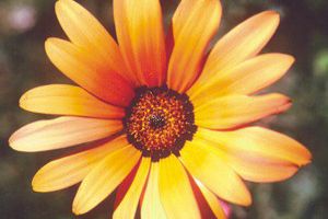 are gerbera daisies poisonous to dogs