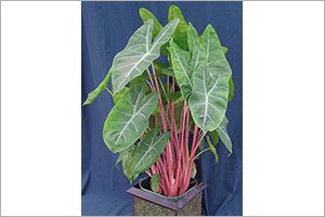 Is Alocasia Toxic to Cats? 