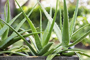 can dogs eat aloe vera plant